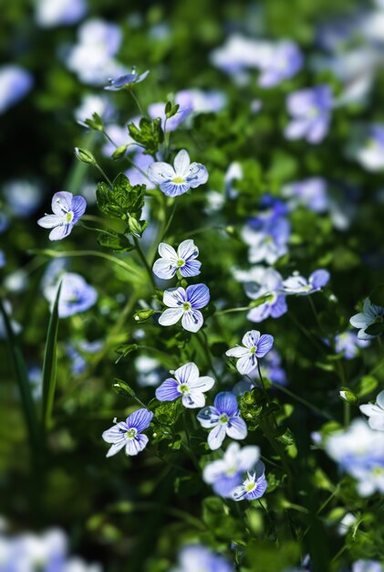 Veronica filiformis flowers - florecían pequeñas flores azules en el jardín. Fondo natural para el tema de la primavera. Imagen suave con enfoque selectivo.