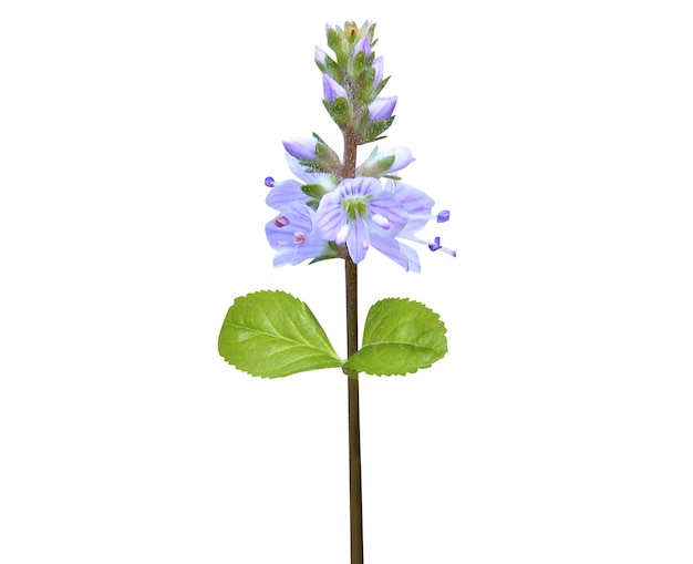 Veronica officinalis Pauls betony Veronica ou heath speedwell é usado para infecções sinusais e de ouvido