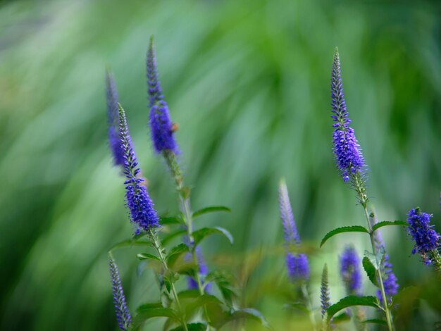 Foto veronica spicata (em inglês)