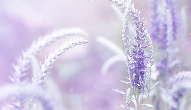 Verónicas flores de color púrpura en el enfoque selectivo Fondo natural de primavera