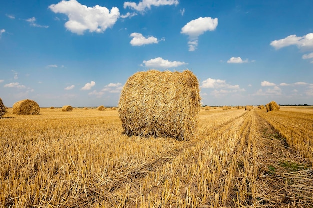 Verpacktes Getreide aus Stroh