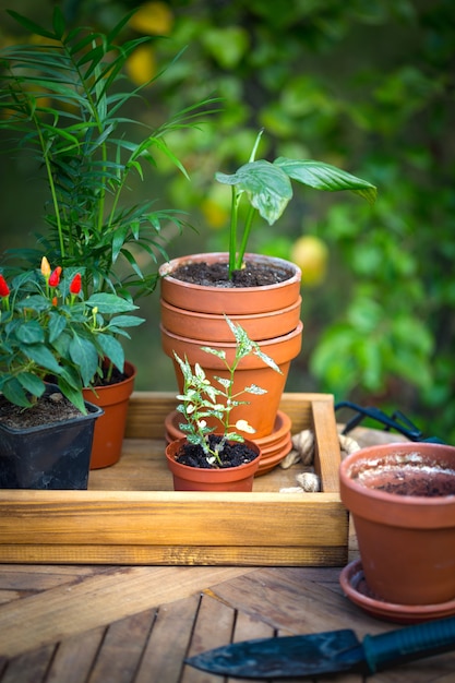 Verpflanzt Blumen im Garten. Blumentöpfe und Pflanzen zum Umpflanzen