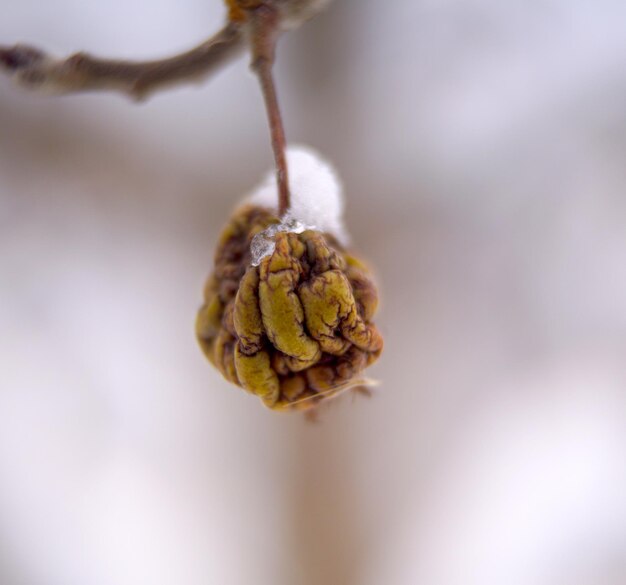 Verrotteter Apfel auf dem Baum