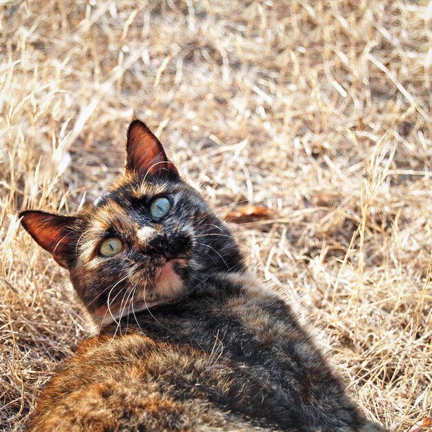 Verrückte Katze im Freien, die in die Kamera schaut