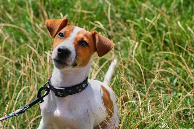 Verrückter lächelnder Hund Jack Russel Terrier auf grünem Gras