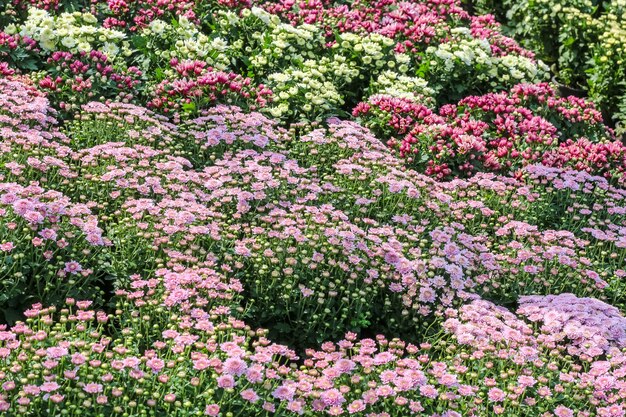 Verschieden von den bunten fantastischen Blumen