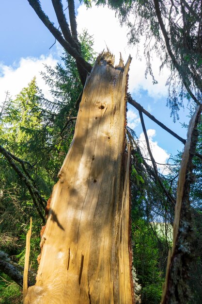 Foto verschiedene ansichten vom caraorman-wald, donaudelta, rumänien, an einem sonnigen sommertag, 2021