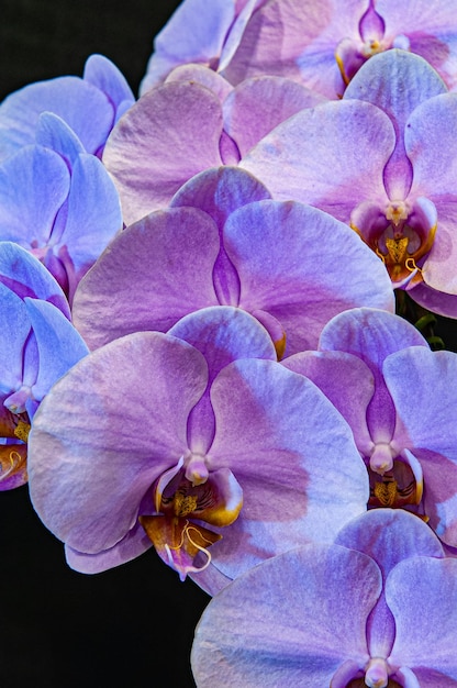 Verschiedene Arten von bunten Orchideen, die in Brasilien hergestellt werden