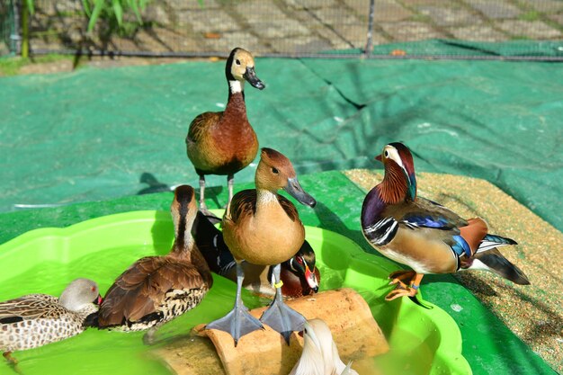 Verschiedene Arten von Enten im Hof