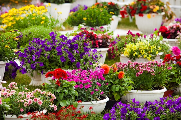 Verschiedene Arten von Gartenblumen in Töpfen