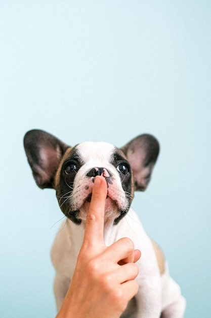 Verschiedene Arten von Hunden mit lustigem Verhalten und interessantem Aussehen Hundetierfotokonzept