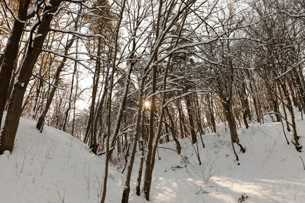 Verschiedene Arten von kahlen Laubbäumen ohne Laub in der Wintersaison, kahle Bäume, die nach Schneefällen mit Schnee bedeckt sind, und Schneestürme in der Wintersaison