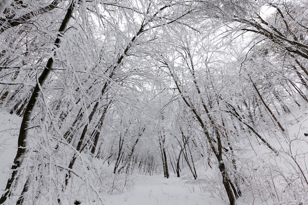 Verschiedene Arten von kahlen Laubbäumen ohne Laub in der Wintersaison, kahlen Bäume mit Schnee bedeckt nach Schneefällen und Schneestürmen in der Wintersaison