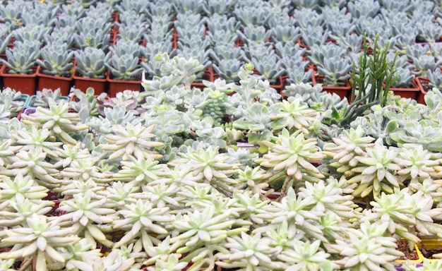 Verschiedene Arten von Succulent in Blumentöpfen im Gewächshaus