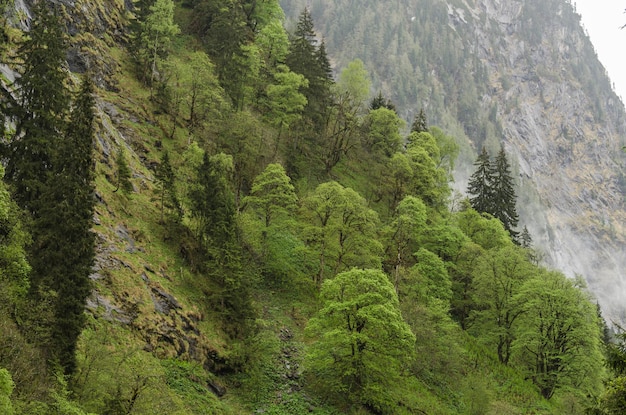 Verschiedene Bäume in den Bergen