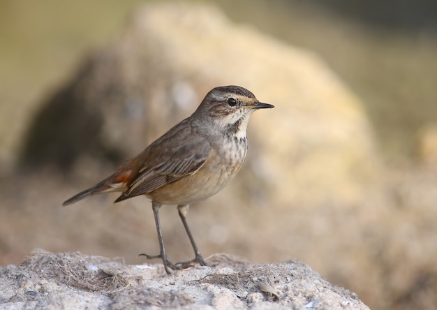 Verschiedene Blaukehlchen (Luscinia svecica) im Winterkleid werden auf Schilf, Steinen und am Ufer eines Teiches vor einem schönen verschwommenen Hintergrund geschossen