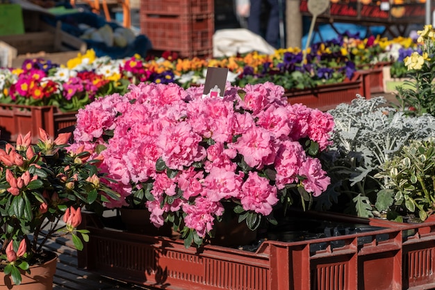 Verschiedene Blumen auf dem Markt