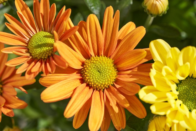 Verschiedene Chrysanthemen in einem Blumenstrauß.