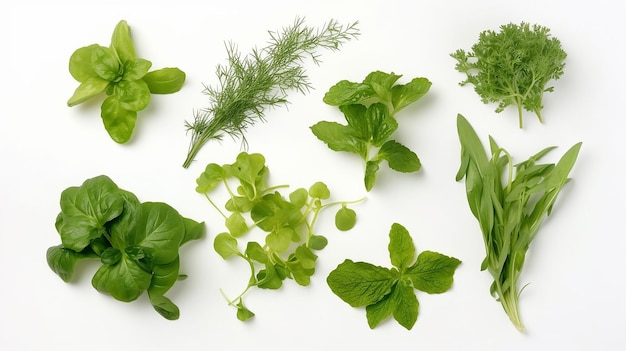 Verschiedene duftende frische Kräuter für Salat Basilikum Arugula Dill Cilantro Salat Löwenzahn