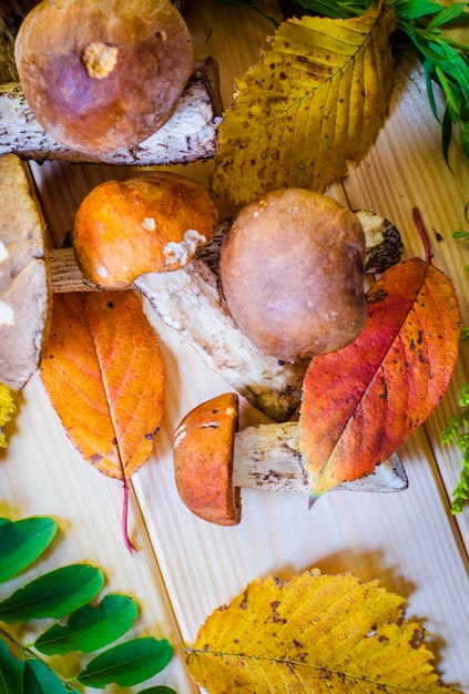 Verschiedene essbare Pilze, die im Herbst im Wald gesammelt wurden