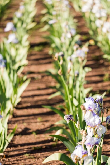 Verschiedene Farben der Iris im blühenden Garten Anfang Juni.