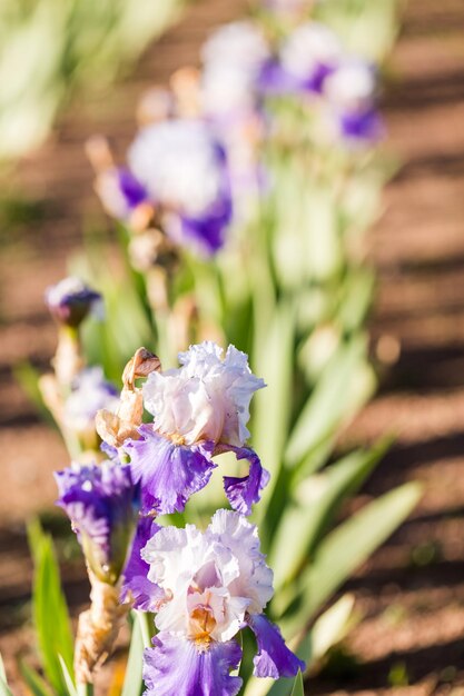 Verschiedene Farben der Iris im blühenden Garten Anfang Juni.