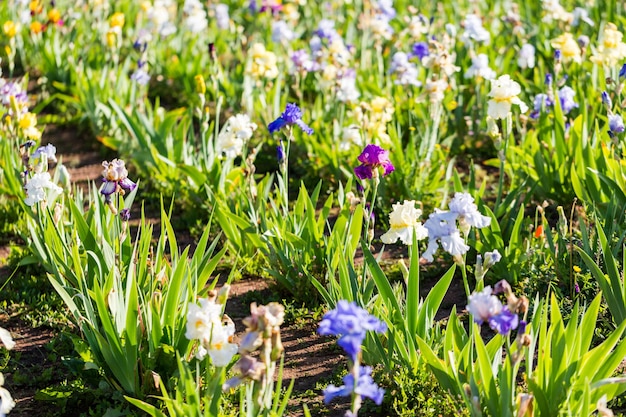 Verschiedene Farben der Iris im blühenden Garten Anfang Juni.