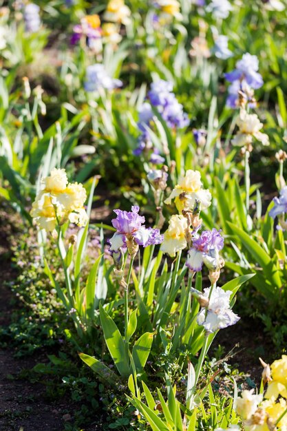 Verschiedene Farben der Iris im blühenden Garten Anfang Juni.