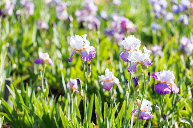 Verschiedene Farben der Iris im blühenden Garten Anfang Juni.