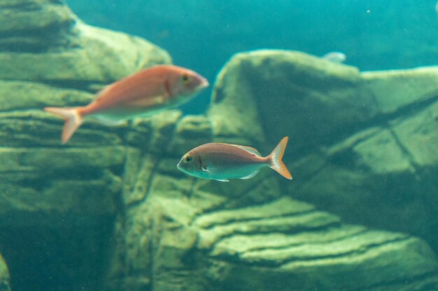 Verschiedene Fische schwimmen im Meeresakvarium