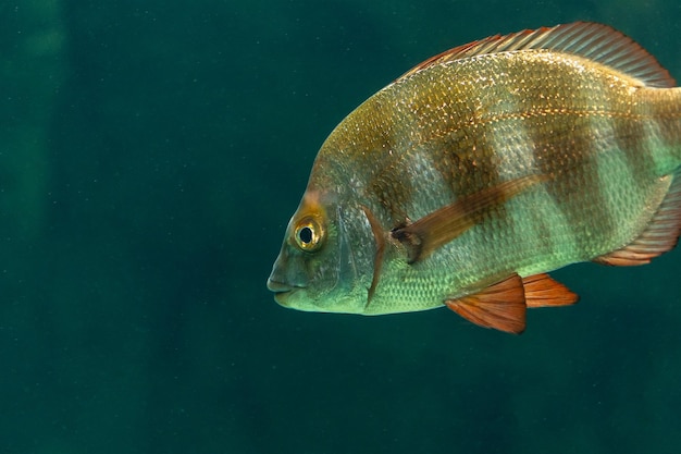 Verschiedene Fische schwimmen im Meeresaquarium