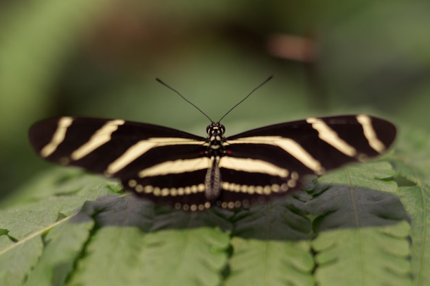 Verschiedene Formen und Farben von Schmetterlingen im offenen Tierfotokonzept