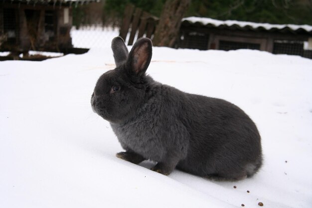 Verschiedene Hauskaninchen auf dem Bauernhof, im Winter, im Schnee