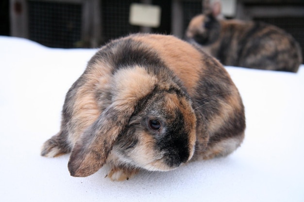 Verschiedene Hauskaninchen auf dem Bauernhof, im Winter, im Schnee