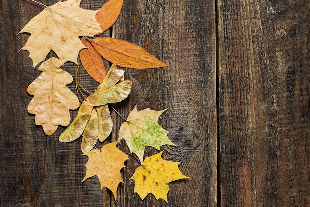 Verschiedene Herbstblätter auf dem hölzernen Hintergrund