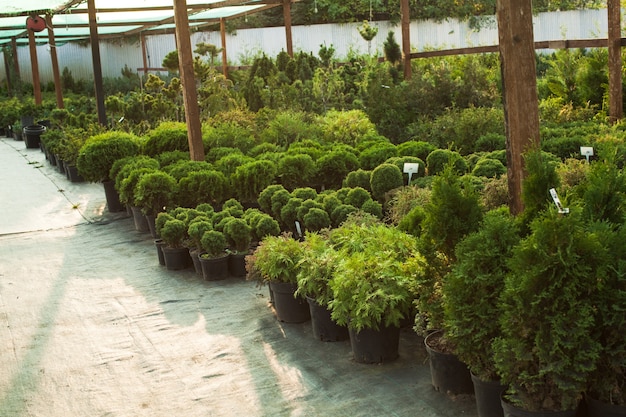 Verschiedene immergrüne Pflanzen und Sträucher für die Landschaftsgestaltung und das Grün im Freien