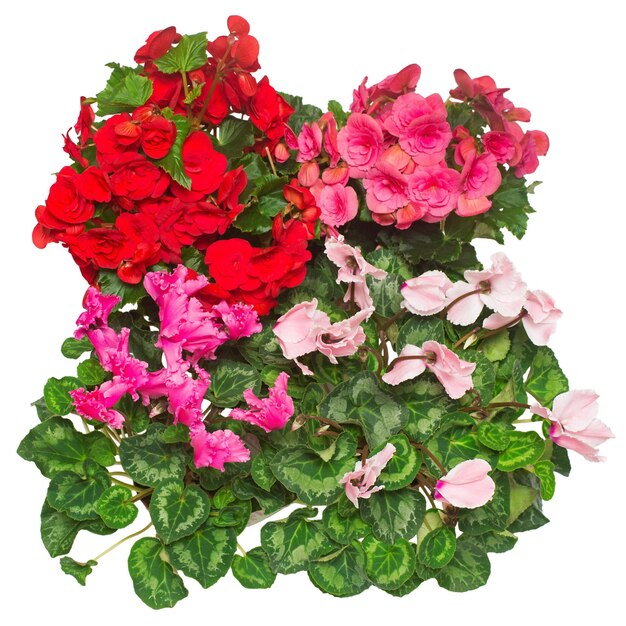 Verschiedene Innenblumen rosa und rote Begonien, Alpenveilchen isoliert auf weißem Hintergrund. Dekoration für Weihnachten und Neujahr. Ein Geschenk an deine Freundin. Konzept, gute Idee romantisch. Blatt