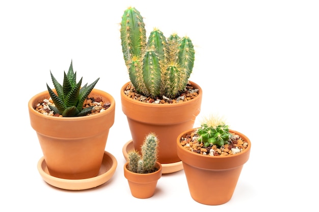 Verschiedene Kakteen: Cereus, Aloe Aristata, Mammillaria in Keramiktöpfen. Isoliert auf weißem Hintergrund.