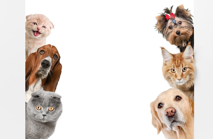 Foto verschiedene katzen und hunde als rahmen isoliert auf weiß