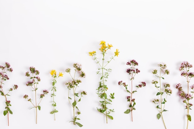 Verschiedene Kräuter und Blumen auf Draufsicht-Blumengrenze des weißen Hintergrundes