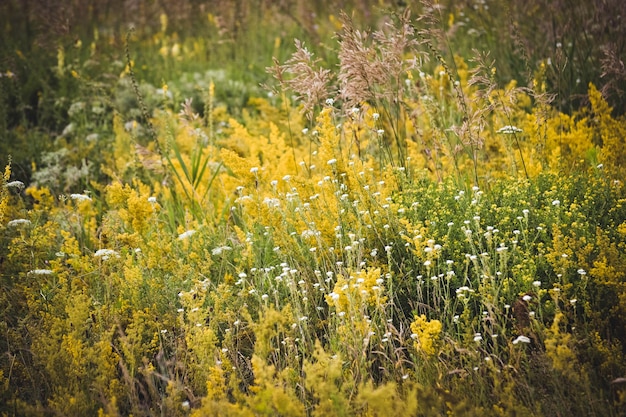 Verschiedene Kräuter und Blumen blühen auf einem Feld, ein Filter