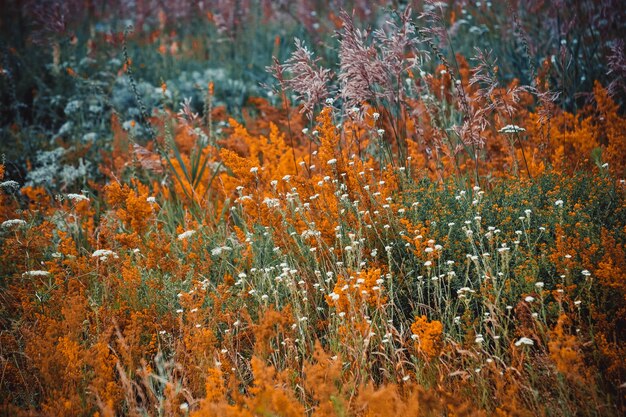 Verschiedene Kräuter und Blumen blühen in einem Feld, ein Filter