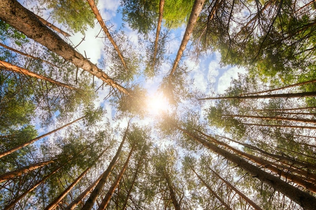 Verschiedene Kronen der Bäume im Frühlingswald gegen den blauen Himmel mit der Sonne Unteransicht der Bäume