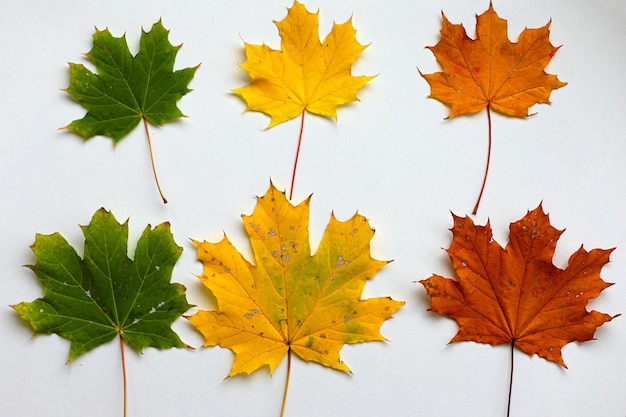 Verschiedene mehrfarbige Blätter im Herbst auf weißem Hintergrund Flach liegend Draufsicht kopieren Raum