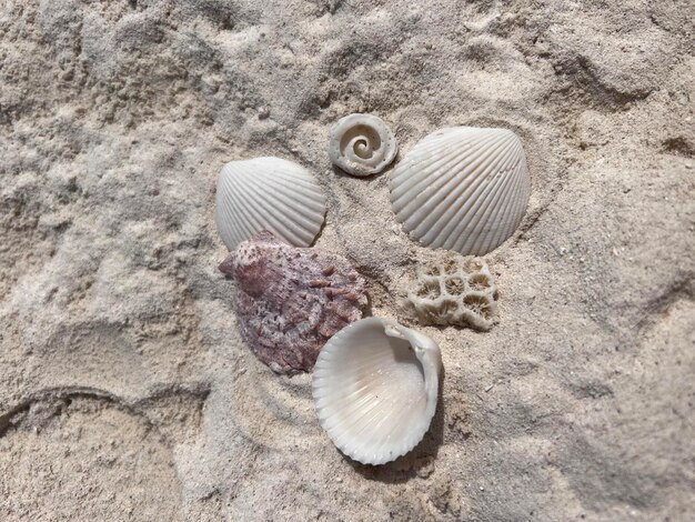 Foto verschiedene muscheln am sandstrand von thailand