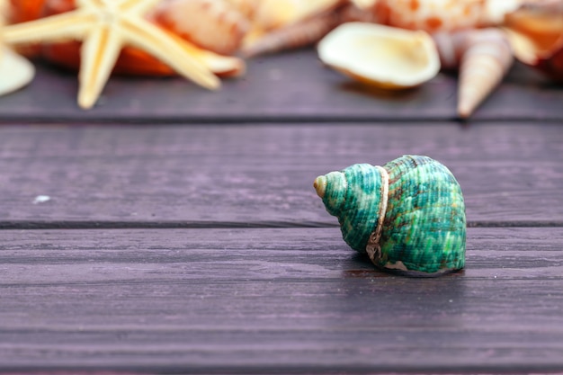 Verschiedene Muscheln auf Farbe aus Holz