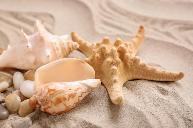 Verschiedene Muscheln mit Seesternen auf Sand