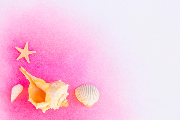 Verschiedene niedliche Muscheln auf rosafarbenem Hintergrund