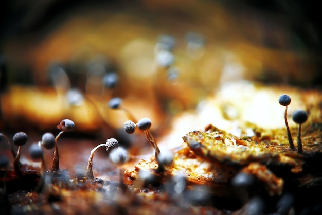 Verschiedene Pilze auf der Lichtung