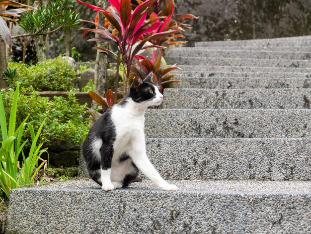 Foto verschiedene posen von hou tongs-katzen